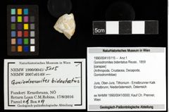 Foto (Objekt + Etiketten) von Goniodromites bidentatus (Reuss, 1859) 